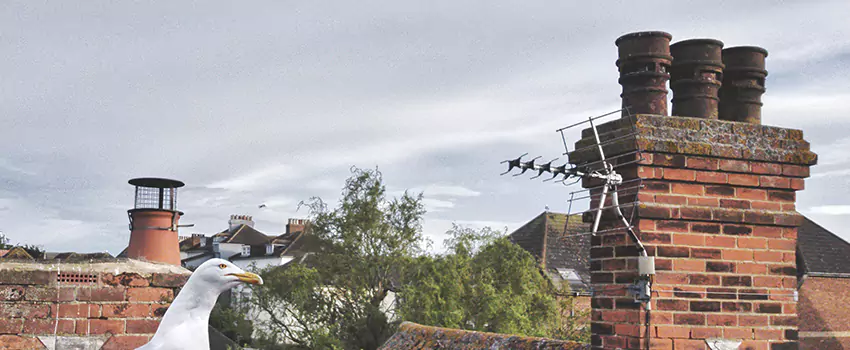 Chimney Cleaning And Restoration in Lake Forest, Illinois